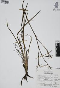 Sisyrinchium angustissimum image